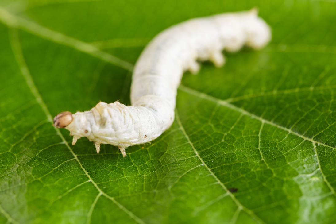 Silkworm