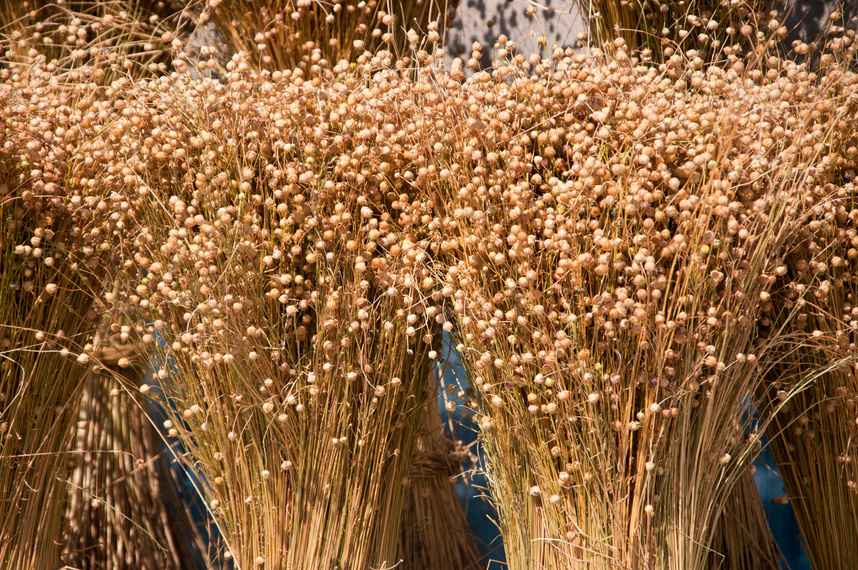 flax