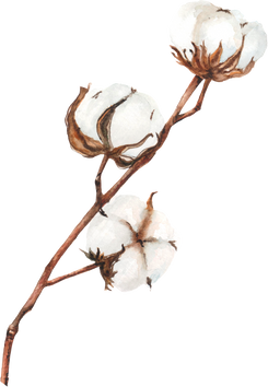 Illustration of Cotton Flower 