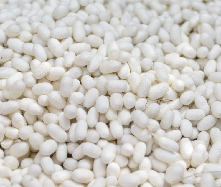 Sericulture and silk thread
